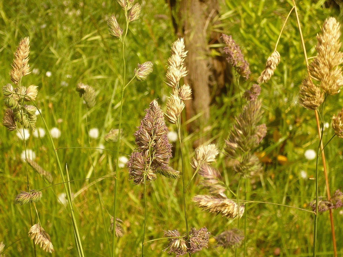 Dactylis glomerata subsp. glomerata (Poaceae)